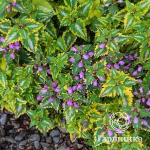 Яснотка Анна Гринвей пятнистая
Яснотка Анна Гринвей пятнистая