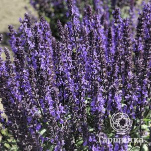 Шалфей (Сальвия дубравная) Адора Блю
Шалфей (Сальвия дубравная) Адора Блю