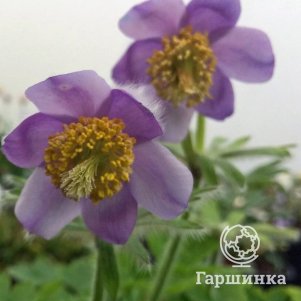 Прострел Татеваки
Прострел Татеваки