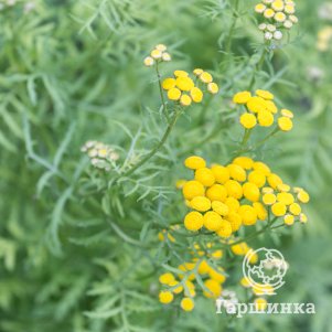 Пижма Исла Голд обыкновенная
Пижма Исла Голд обыкновенная