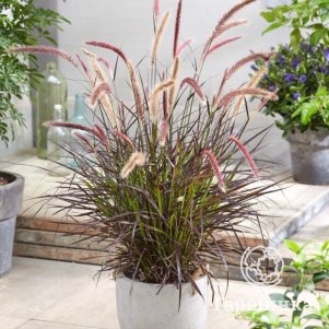 Пеннисетум Челси восточный
Пеннисетум Челси восточный