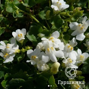 Цимбалярия Альба постенная
Цимбалярия Альба постенная