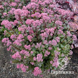 Очиток (седум) Дабл Мартини обыкновенный
Очиток (седум) Дабл Мартини обыкновенный