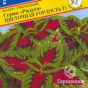 Колеус Радуга Цветочная гордость F1 10 шт, Семена Престиж
Колеус Радуга Цветочная гордость F1 10 шт, Семена Престиж