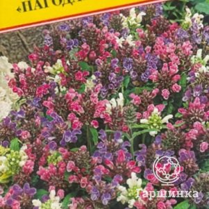Черноголовка крупноцветковая (РС-1), 0,1 г, Семена Престиж
Черноголовка крупноцветковая (РС-1), 0,1 г, Семена Престиж