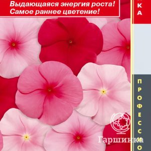 Катарантус розовый (Барвинок) Пацифик Липстик Микс 8 шт, Плазменные семена
Катарантус розовый (Барвинок) Пацифик Липстик Микс 8 шт, Плазменные семена