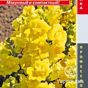 Львиный зев Желтый звон F1 (серия Twinny) 10 шт, Плазменные семена
Львиный зев Желтый звон F1 (серия Twinny) 10 шт, Плазменные семена