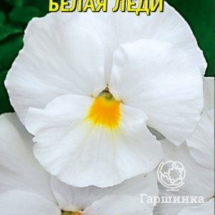 Виола Белая леди 0,1 г, Плазменные семена
Виола Белая леди 0,1 г, Плазменные семена