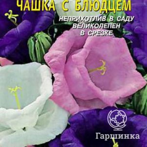 Колокольчик Чашка с блюдцем средний 0,1 г, Плазменные семена
Колокольчик Чашка с блюдцем средний 0,1 г, Плазменные семена