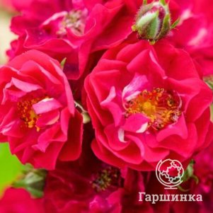 Роза Альберих спрей
Роза Альберих спрей