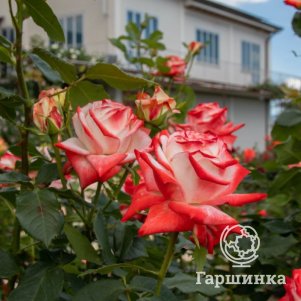 Роза Императрица Фарах чайно-гибридная
Роза Императрица Фарах чайно-гибридная