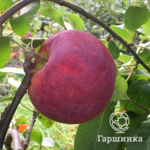 Яблоня Бакран красномясая
Яблоня Бакран красномясая