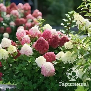 Гортензия Литл Лайм Пунш метельчатая
Гортензия Литл Лайм Пунш метельчатая
