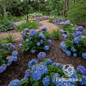 Гортензия Ориджинал крупнолистная ремонтантная (Серия Бесконечное Лето)
Гортензия Ориджинал крупнолистная ремонтантная (Серия Бесконечное Лето)