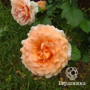 Роза Полька плетистая
Роза Полька плетистая