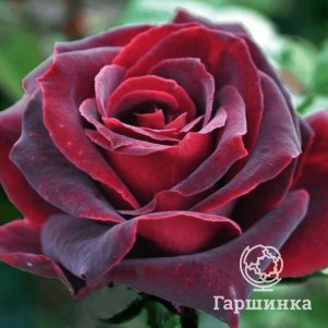 Роза Блэк Баккара чайно-гибридная
Роза Блэк Баккара чайно-гибридная