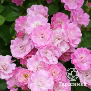 Роза Хевенли Пинк
Роза Хевенли Пинк