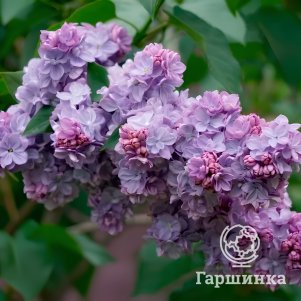 Сирень Вечерняя Москва
Сирень Вечерняя Москва