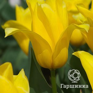 Тюльпан Каун Джевел 3 шт.
Тюльпан Каун Джевел 3 шт.