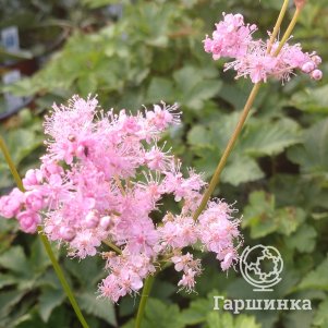 Лабазник (таволга) Нана
Лабазник (таволга) Нана