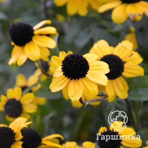 Рудбекия Блэкджэк Голд
Рудбекия Блэкджэк Голд