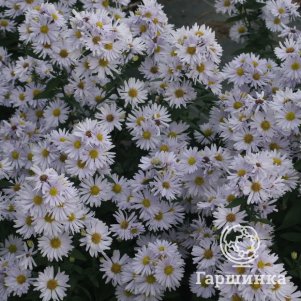 Астра Бриджит
Астра Бриджит