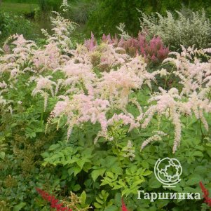 Астильба Бетси Куперус
Астильба Бетси Куперус