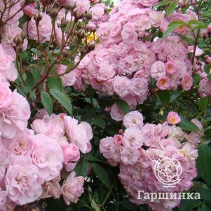 Роза Хэвенли Пинк мускусная, Ленс (лиц)
Роза Хэвенли Пинк мускусная, Ленс (лиц)