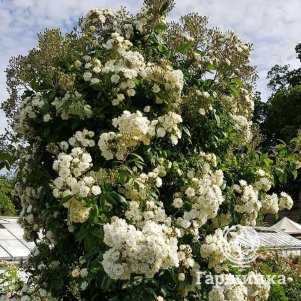 Роза Ватерлоо
Роза Ватерлоо