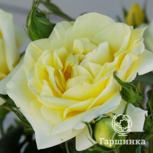 Роза Лимона чайно-гибридная
Роза Лимона чайно-гибридная