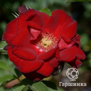 Роза Ротер Корсар
Роза Ротер Корсар