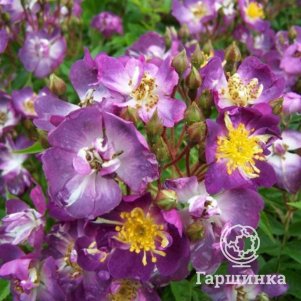 Роза Файльхенблау
Роза Файльхенблау