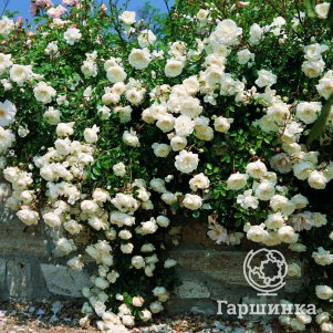 Роза Си Фоум почвопокровная
Роза Си Фоум почвопокровная