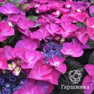 Гортензия Дарк Ангел крупнолистная
Гортензия Дарк Ангел крупнолистная