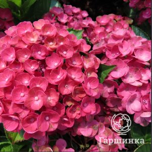 Гортензия Ребелион Феррари Лав крупнолистная (макрофила)
Гортензия Ребелион Феррари Лав крупнолистная (макрофила)