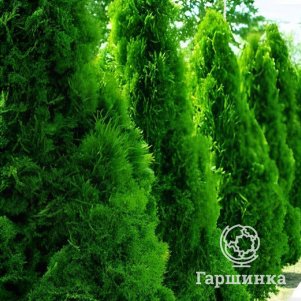 Туя Дзиак западная
Туя Дзиак западная