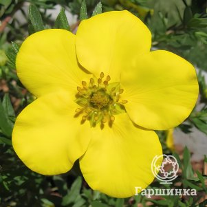 Лапчатка Хахманс Гигант
Лапчатка Хахманс Гигант