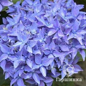 Гортензия Товелит крупнолистная
Гортензия Товелит крупнолистная