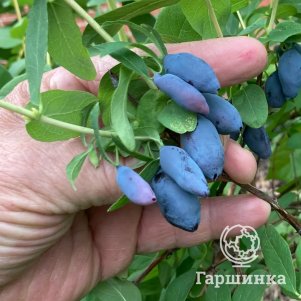 Жимолость Джайнтс Харт
Жимолость Джайнтс Харт