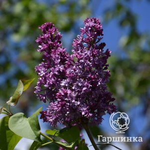 Сирень Роял Пепл
Сирень Роял Пепл