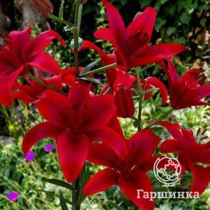 Лилия Дукати ЛА-гибрид красная
Лилия Дукати ЛА-гибрид красная