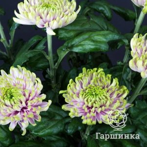 Хризантема Россано Шарлотта
Хризантема Россано Шарлотта