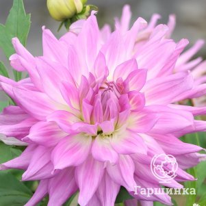 Георгина Мингус Рэнди декоративная
Георгина Мингус Рэнди декоративная