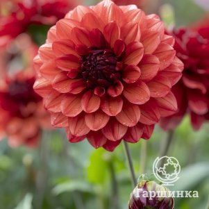 Георгина Миссис Майли декоративная
Георгина Миссис Майли декоративная