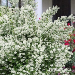 Чубушник Глэтчер
Чубушник Глэтчер