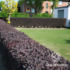 Живая изгородь: Барбарис Суперба 10шт
Живая изгородь: Барбарис Суперба 10шт