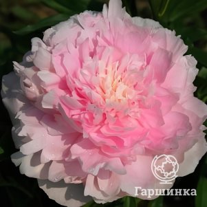 Пион Бесси, Питомник Юлии Олейник
Пион Бесси, Питомник Юлии Олейник