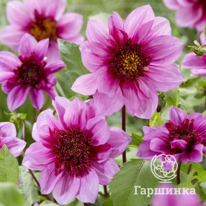 Георгина Блю Байю анемоновидная
Георгина Блю Байю анемоновидная