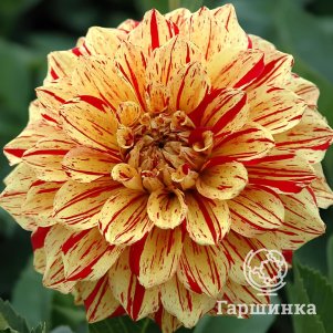 Георгина Коннелс Глориоза декоративная
Георгина Коннелс Глориоза декоративная