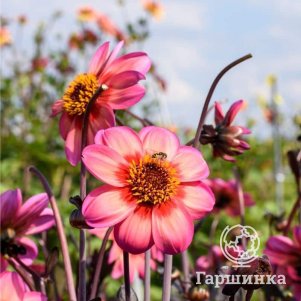 Георгина Делегрия Триколор воротничковая
Георгина Делегрия Триколор воротничковая